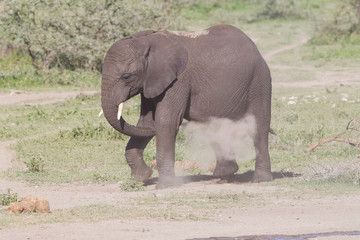 Fototapeta premium A single elephant throws sand and dust on its belly after emerging from the pond, Ngorongoro Conservation Area, Tanzania