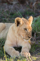 Fototapeta na wymiar South Africa, Eastern Cape, East London. Inkwenkwezi Game Reserve. Lion cub