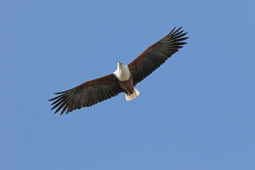 Africa, Tanzania, Serengeti. African Fish Eagle (Haliaeetus vocifer)