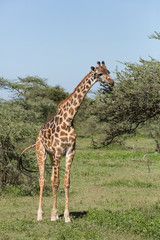 Single male Masai giraffe stands tall, on grassy area, eating leaves of an acacia tree, Ngorongoro Conservation Area, Tanzania