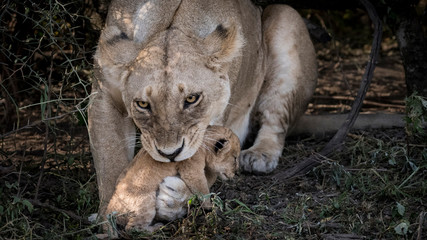 Fototapeta na wymiar Africa, Tanzania, Ngorongoro Conservation Area. Lioness picking up cub.