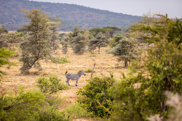 Fototapeta na wymiar Solo zebra in the open near the Grumeti River, Serengeti National Park, Tanzania