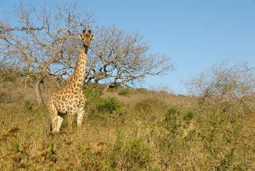 Africa, South Africa, KwaZulu Natal, Hluhluwe, giraffe in Zulu Nyala Game Reserve 