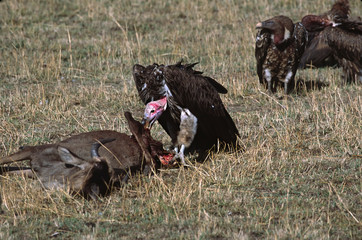 Africa, Tanzania, Ndutu. A Lappet-faced or Nubian Vulture (Torgos tracheliotus) at a kill of a wildebeest