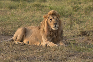 Naklejka premium Africa, Tanzania, Serengeti. Male lion (Panthera Leo). Note flies on face.