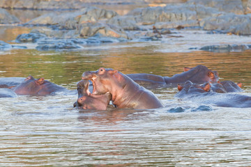 Herd of hippos resting in hippo pool, while two hippos in front fight with open jaws, one inside the other, Ngorongoro Conservation Area, Tanzania