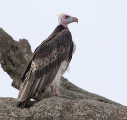 Africa, Tanzania, Ngorongoro Conservation Area. White-headed Vulture (Trigonoceps occipitalis)