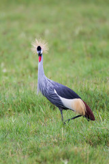 Grey-crowned crane (Balearica regulorum, Ngorongoro Conservation Area, Tanzania