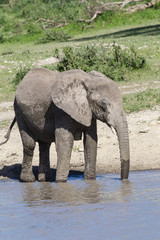 Fototapeta premium Single female elephant stands in the water at the edge of the pond, and drinks water, its trunk reaching into the water, Ngorongoro Conservation Area, Tanzania