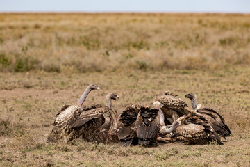 Flock of white-backed vultures (Gyps africanus) are shown eating a fresh carcass on the open plains...