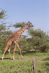 Adult Masai giraffe walking on grassy erect on grassy area past thorny tall shrubs, blue sky, Ngorongoro Conservation Area, Tanzania