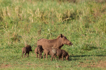Obraz na płótnie Canvas Mud-covered mother warthog and four piglets, one suckling the other three feeding on grass, waiting to suckle, Lake Manyara National Park, Tanzania