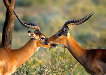 Two Impalas Standing Cheek to Cheek