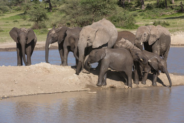 Elephant herd of varied ages stand gathered together on a bar of sand after emerging from the pond, two young elephants drinking water, Ngorongoro Conservation Area, Tanzania