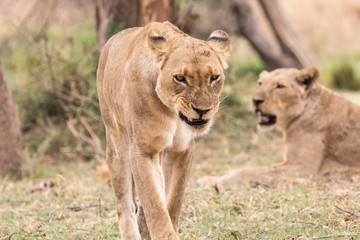Fototapeta na wymiar Africa, Zambia. Snarling lioness.