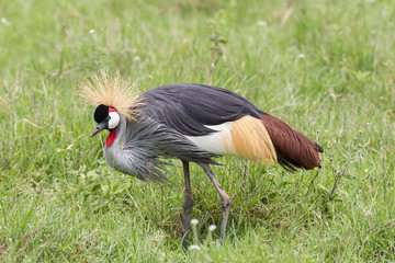 Grey-crowned crane (Balearica regulorum) hunches down looking for prey while walking through deep grasses, colorful bird, large blond crest on head, Ngorongoro Conservation Area, Tanzania