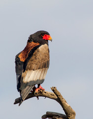 Bateleur (Terathopius ecaudatus) raptor perched on a branch, red facial mask, black body, grey and white wings, Ngorongoro Conservation Area, Tanzania
