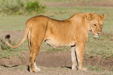 Female lion stands on grass by dirt hollow, head looking downward and partially towards the camera, profile view, filling the frame, tail curved up, Ngorongoro Conservation Area, Tanzania