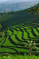 Field rice