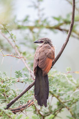 White-browed coucal (Centropus superciliosus) bird sits perched on a branch, reddish brown back to viewer, head turned sideways, Ngorongoro Conservation Area, Tanzania
