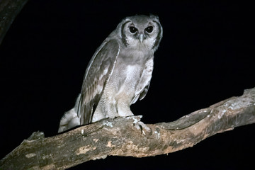 Africa, Tanzania, Tarangire National Park. Verreaux's Eagle-Owl (Bubo lacteus)