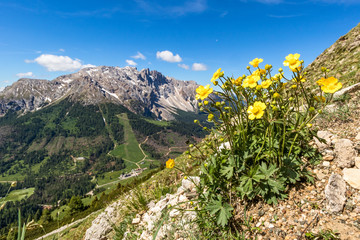 Latemar mit Blumen 