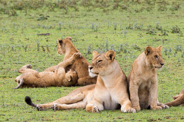 Lioness and older cub look to the sides, while two cubs play fight behind them, Ngorongoro Conservation Area, Tanzania