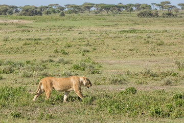 Single female lion walks through the grass with acacia trees in the background, Ngorongoro Conservation Area, Tanzania