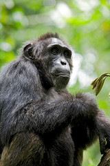 Africa, Uganda, Kibale National Park, Ngogo Chimpanzee Project. A wild, male chimpanzee, 'Dexter'