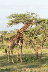 Tall bull Masai giraffe eats acacia tree leaves from tops of branches, full profile view