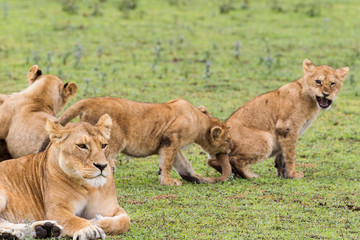 Naklejka na ściany i meble Lion cubs play in back of lioness, with one cub biting the tail of another cub who screaming, Ngorongoro Conservation Area, Tanzania