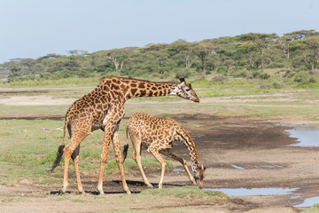 Naklejka na ściany i meble Female Masai giraffe crouches down drinking water, while male bends his neck down over her, profile view, landscape, Ngorongoro Conservation Area, Tanzania