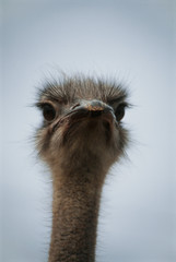 Central South Africa, African Ostrich, Close-up