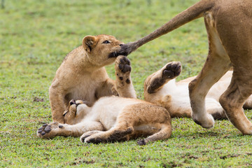 Lion cub bites the tail of lioness, pulling the tail, while two other cubs lie upside down on the grass, Ngorongoro Conservation Area, Tanzania