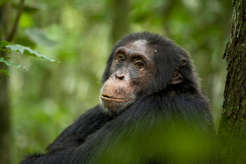 Africa, Uganda, Kibale National Park, Ngogo Chimpanzee Project. Wild male chimpanzee, 'Dexter'.