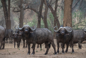 Africa, Zambia. Herd of Cape buffaloes.