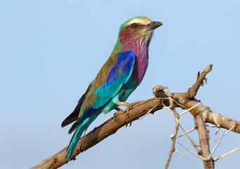 Africa, Tanzania, Serengeti. Lilac-breasted Roller (Coracias caudata)