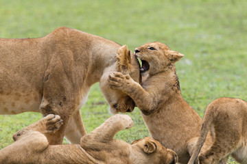 Lion cub attempts to bite the head of a lioness, holding it in its paws, while another cub watches,...