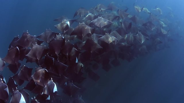 Mobula Rays