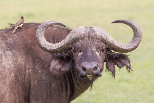 Cape buffalo faces camera, Close-up, large horns, with yellow ox pecker bird on its shoulder, Ngorongoro Conservation Area, Tanzania