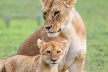 Lioness with its female cub, standing together, side by side, one head under the other, facing the camera, Close-up, Ngorongoro Conservation Area, Tanzania