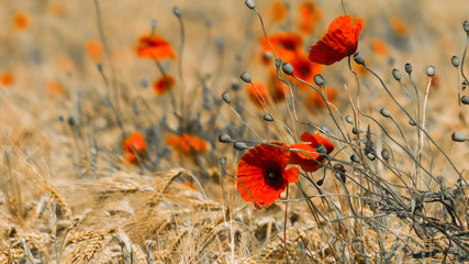 poppies in the field