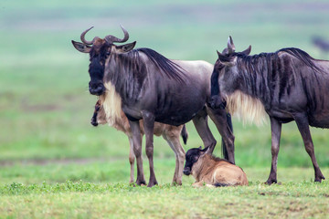 Wildebeest parents with two recently born calves, one standing and one lying beneath them, Close-up...