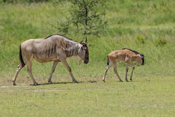 Naklejka na ściany i meble Africa, Tanzania, Serengeti. Female wildebeest and calf ( Connochaetes taurinus)