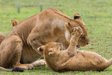 Reclining lion cub grasps the head of crouching lioness in its paw, Ngorongoro Conservation Area, Tanzania