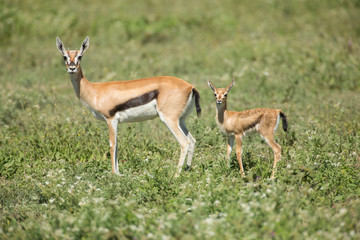 Naklejka na ściany i meble Less than a day old fawn on alert with its mother, fawn standing behind mother, both in a profile view looking at camera, ready to flee, Ngorongoro Conservation Area, Tanzania