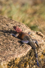 Africa, Agama