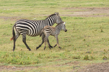 Fototapeta na wymiar Mother and newborn colt trot away from camera, profile view, Ngorongoro Conservation Area, Tanzania