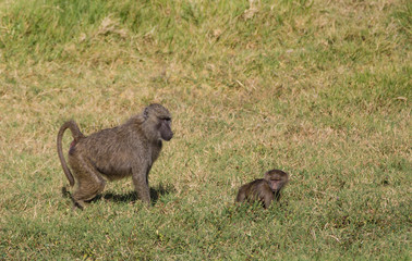 Mother yellow baboon (Papio cynocephalus) follows close behind her young off-spring as they walk through the grassy savanna, alert for any intruders, Arusha National Park, Tanzania