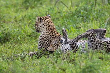 Nearly grown leopard cub rests on its back, legs in the air, against its mother, who is facing away from the camera, Ngorongoro Conservation Area, Tanzania